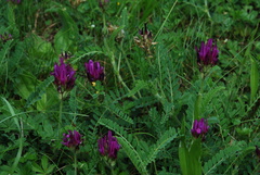 Astragalus hypoglottis hypoglottis