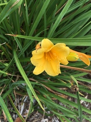 Hemerocallis