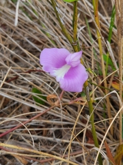 Centrosema virginianum