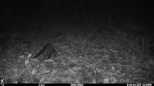 King Genet (Genetta poensis) — Data Deficient Mammalia