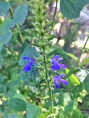 Salvia longispicata