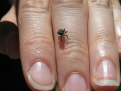 Mononychus punctumalbum