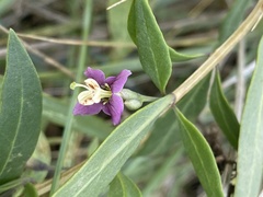 Lycium barbarum