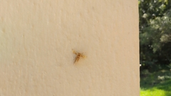 Zygaenoidea