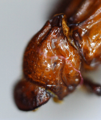 Paracorythoderus marshalli
