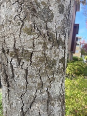 Melanelixia subaurifera