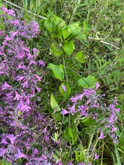 Fridericia conjugata
