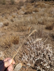 Bromus rubens