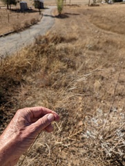 Bromus diandrus