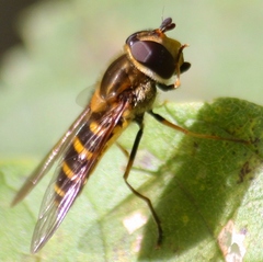 Syrphus torvus