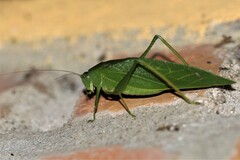 Microcentrum marginatum