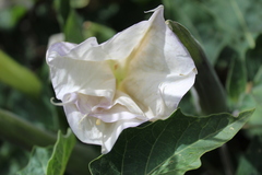 Datura innoxia