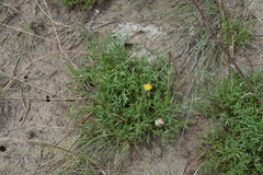 Erigeron compositus