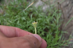 Erigeron compositus