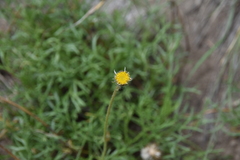 Erigeron compositus