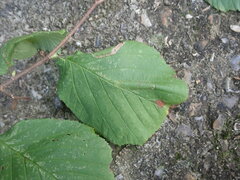 Phyllonorycter nicellii