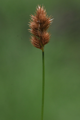 Carex bebbii