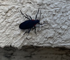 Jadera haematoloma