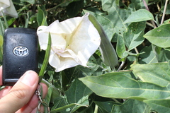 Datura innoxia