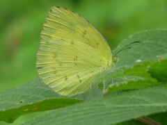 Eurema andersoni