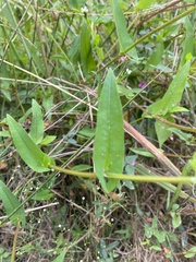 Persicaria arifolia