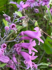 Fridericia conjugata