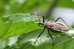 Rhynocoris erythrocnemis