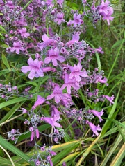 Fridericia conjugata