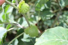 Datura innoxia