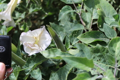 Datura innoxia