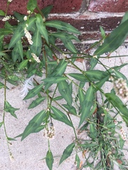 Persicaria maculosa