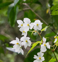 Begonia biserrata