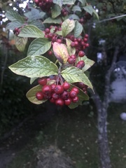 Cotoneaster bullatus