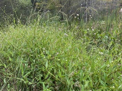 Persicaria arifolia