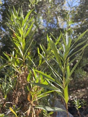 Baccharis salicifolia