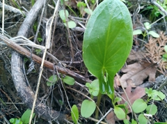 Arisarum simorrhinum