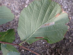 Phyllonorycter nicellii