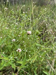 Persicaria arifolia