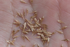 Carex bebbii