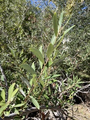 Salix laevigata