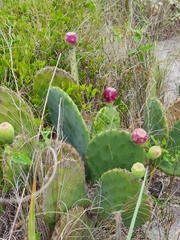 Opuntia tunoidea