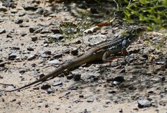 Aspidoscelis scalaris