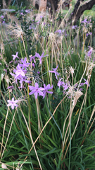 Tulbaghia violacea