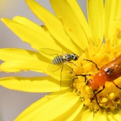 Phthiriinae