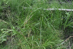 Carex bebbii