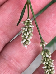 Persicaria maculosa
