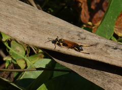 Sceliphron madraspatanum