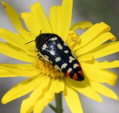 Acmaeodera disjuncta