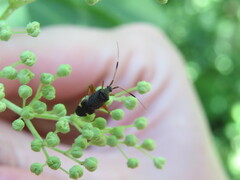 Closterotomus biclavatus