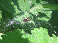 Agelena labyrinthica